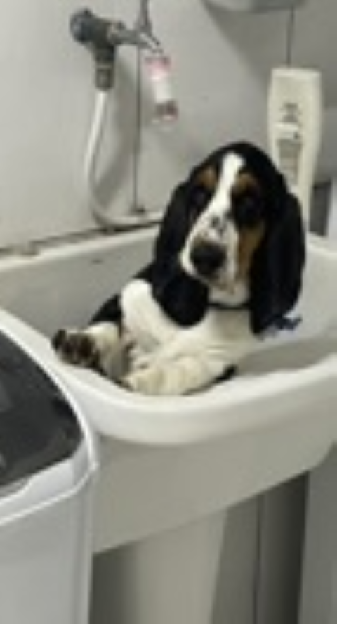 Basset Hound